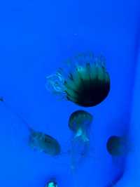 湘江歡樂海洋攻略 實用必收藏