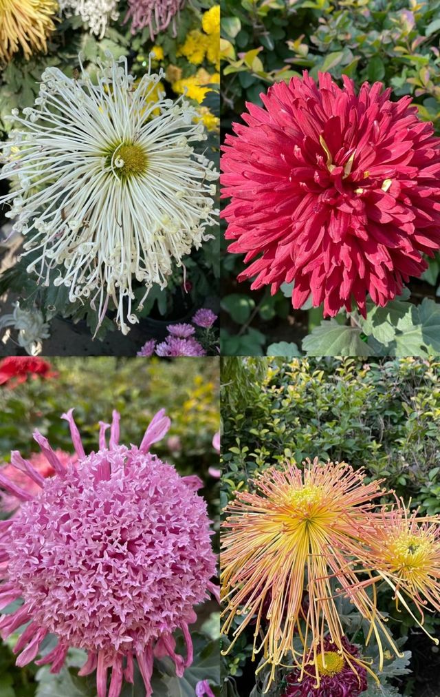 蘭州植物園-踏秋賞菊花