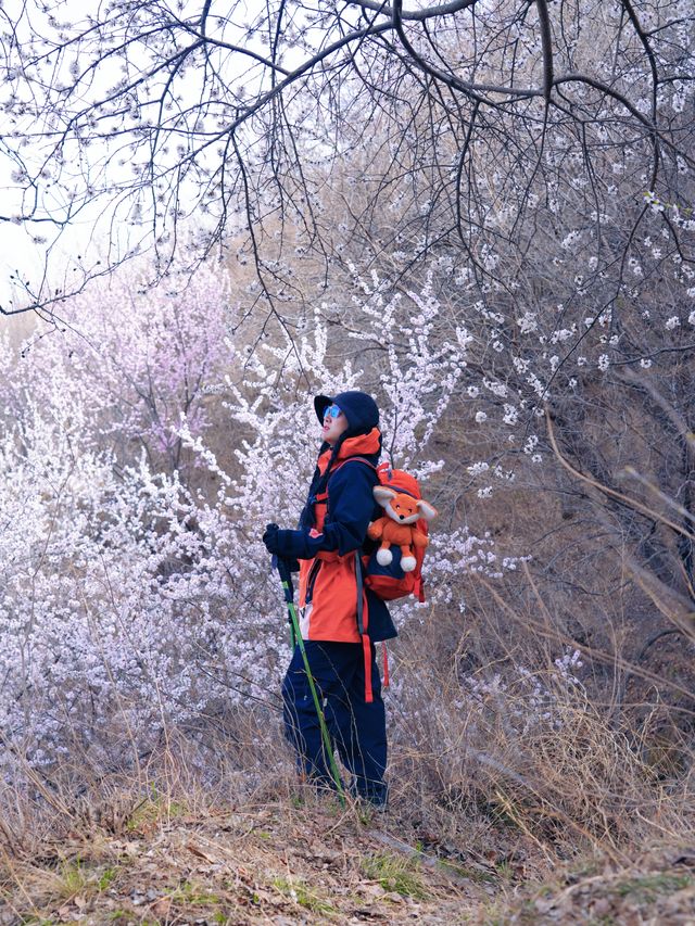 北京徒步踏青賞花無難度路線｜醜兒嶺