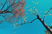 冬日的真如公園，唯有腊梅暗香來！