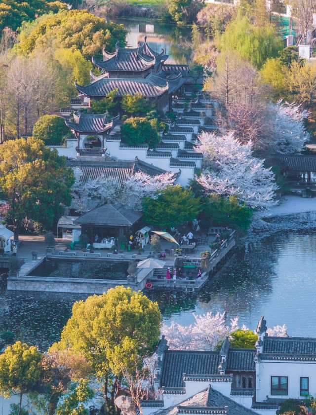 杭州賞花天花板！余杭這兩個地方的櫻花大飽眼福！