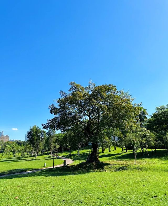 夏日治愈系綠色這個公園隨手一拍都好美