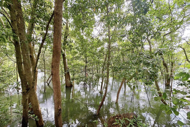 觀光新加坡的雙溪布洛濕地天然公園