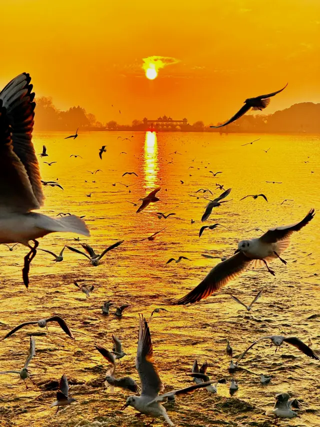 Compared to Dali, the red-billed gulls at Wuxi's Turtle Head Isle offer better value for money