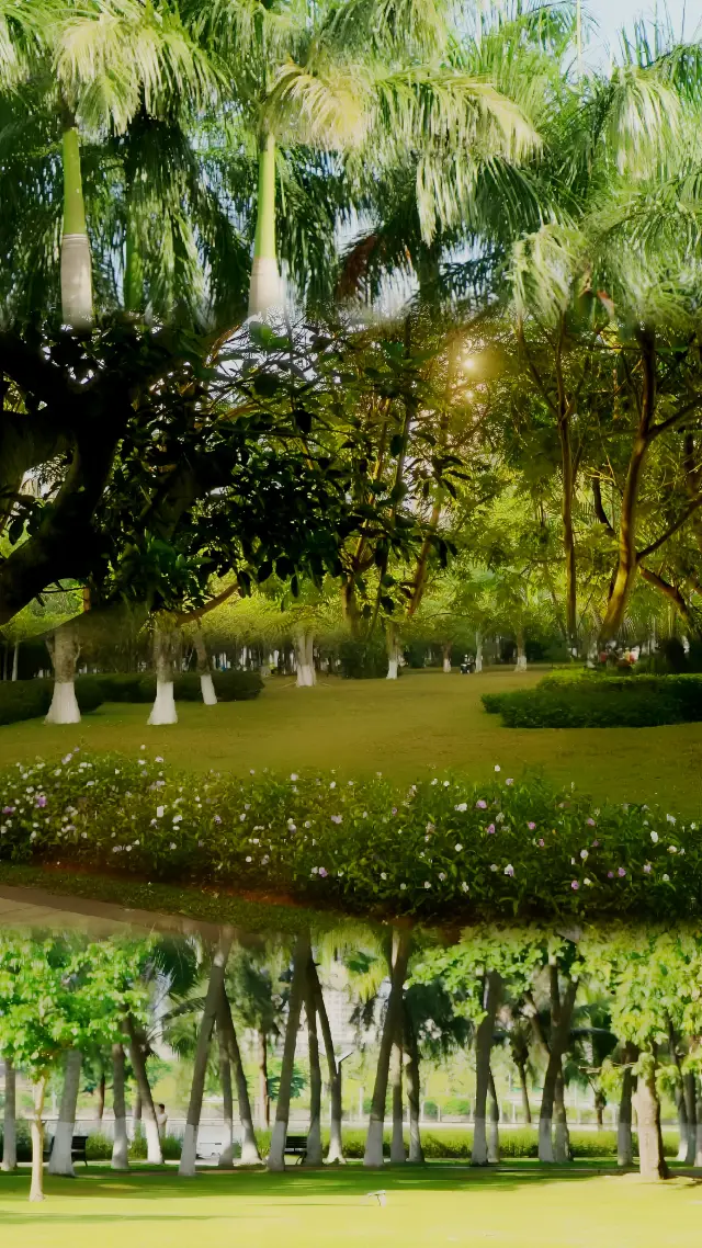 Haikou Wanlv Park | Breathe in the forest air for a good green mood