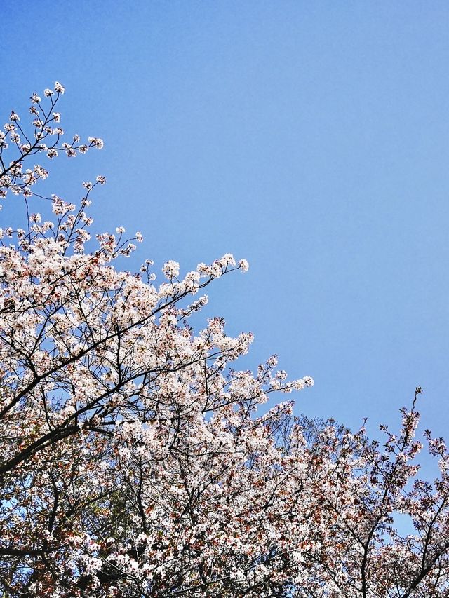 九州熊本·櫻花季來到熊本熊部長的故鄉～