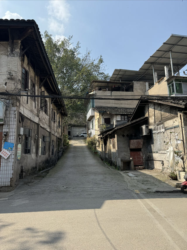 周末踏青賞花好去處，北碚澄江渡口