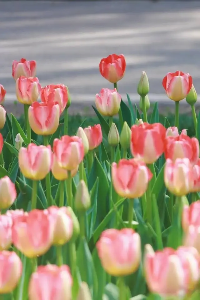 チューリップの花海！！！