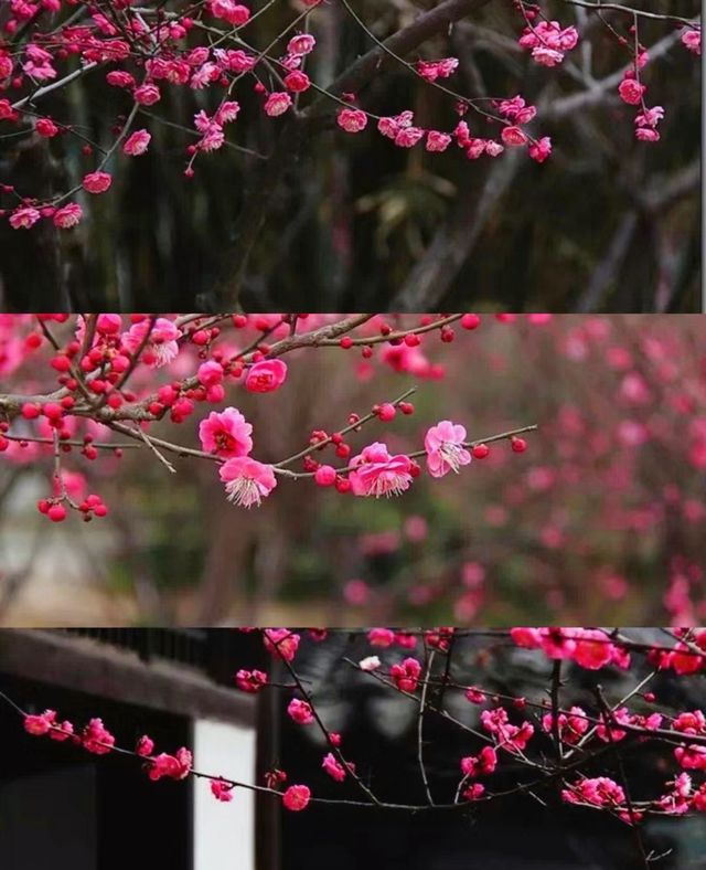 浙江|湖州|賞梅地圖