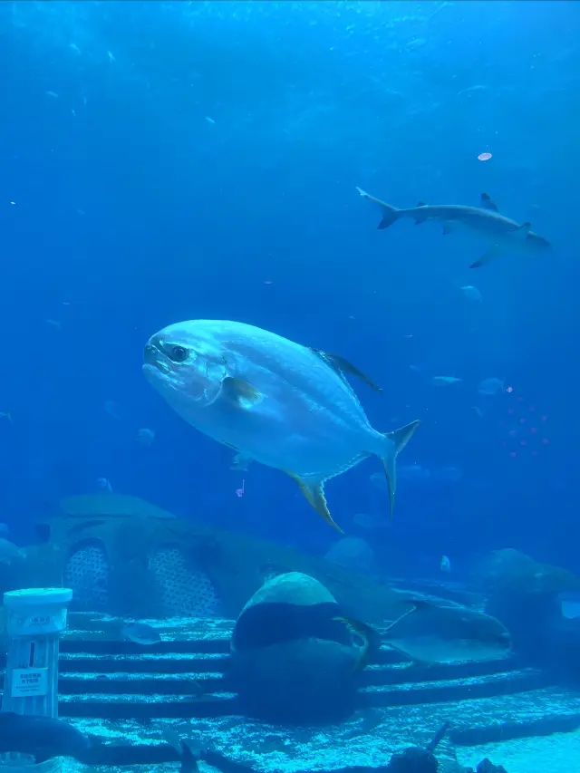 Sanya | "Free" Atlantis Aquarium World🪼