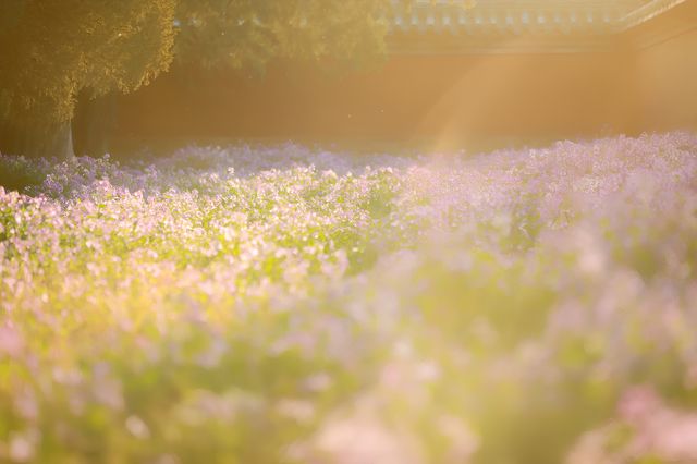 天壇四月花海｜那些在春天出神的瞬間