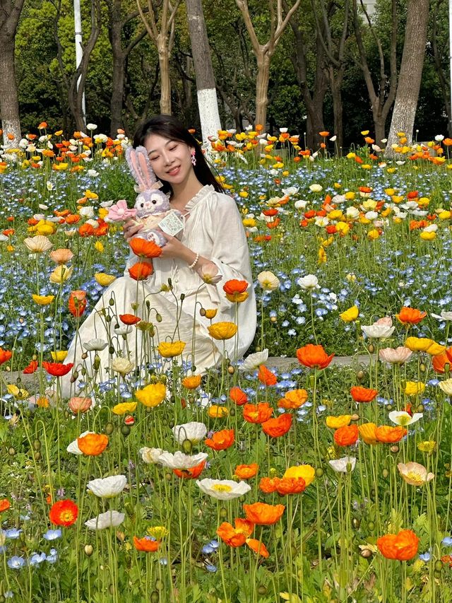 【獨墅湖公園虞美人花海】—— 莫奈花園般的浪漫景致