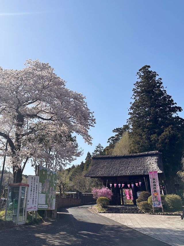 探尋東京青梅市的歷史寶藏：鹽船觀音寺 🏯🌺