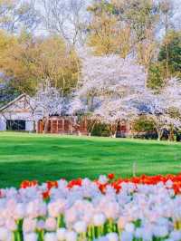 Prince Bay Tulip Exhibition Hangzhou❤️🇨🇳