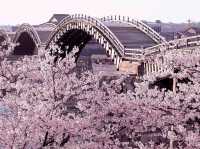 Elegance and Beauty of Kintaikyo Sakura
