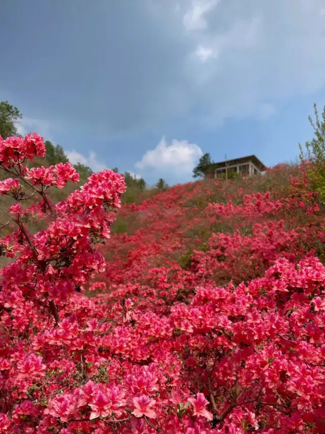 人間の四月は芳香が尽き、雲霧の山で杜鵑を眺める