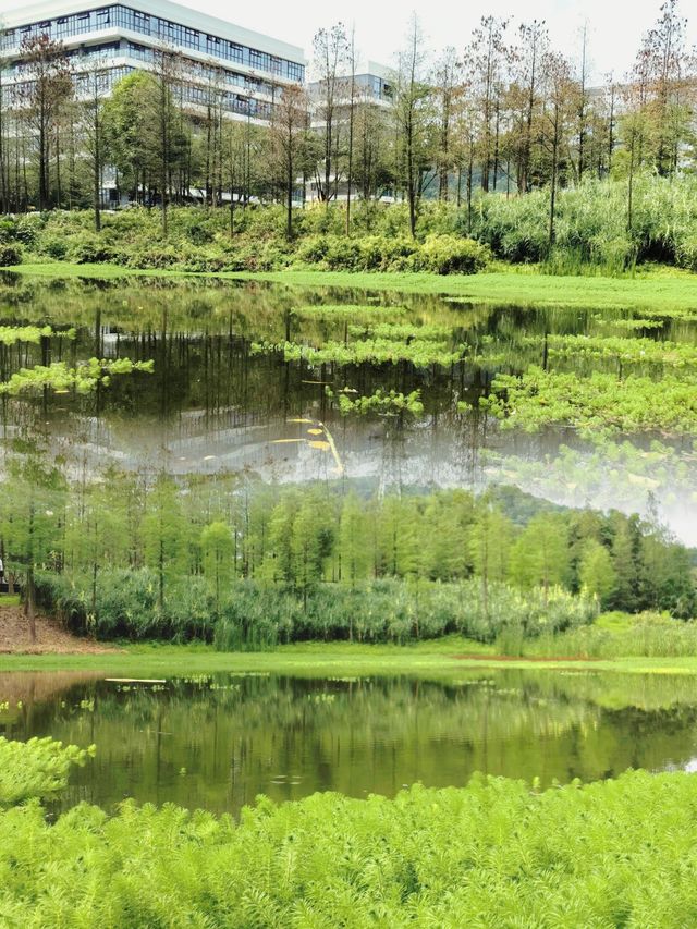廣州大觀濕地公園：在綠野仙蹤中感受自然的魅力