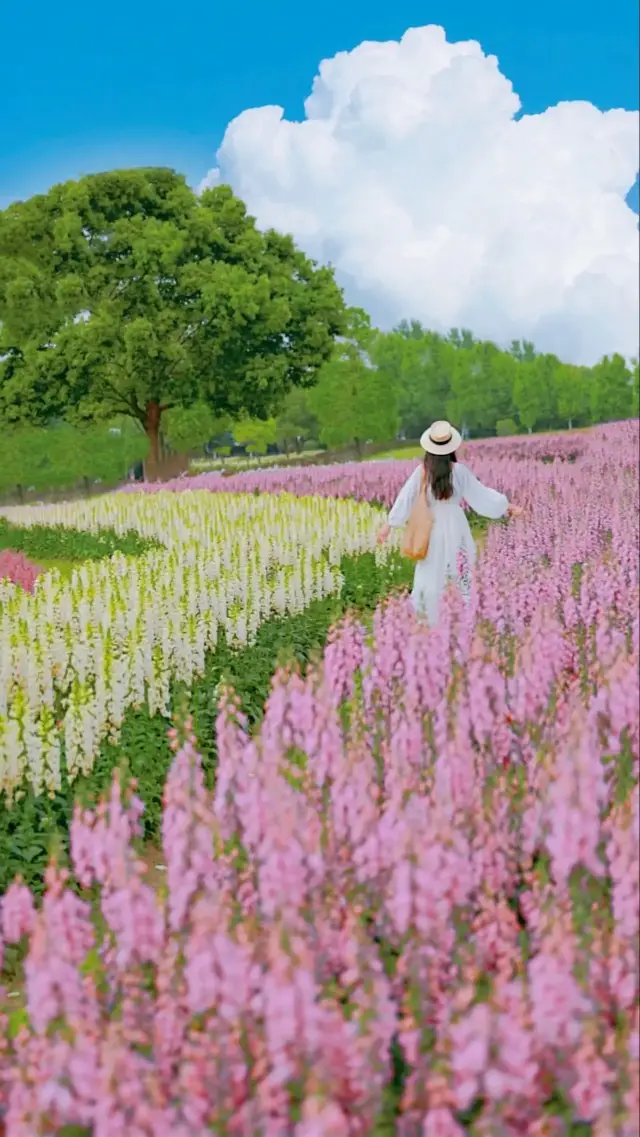 Not in Xinjiang! In Wuhan! Visit the sea of flowers from the new Miyazaki anime