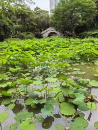 福州茶亭公園之小荷才露尖尖角