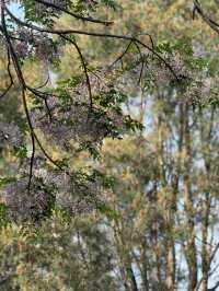 泉城公園識植物