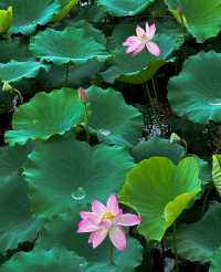 不僅有荔灣湖，廣州螺湧公園的荷花也開啦