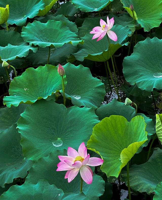 不僅有荔灣湖，廣州螺湧公園的荷花也開啦