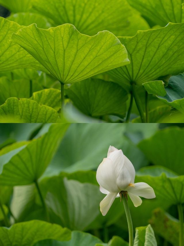 夏日限定，與大自然零距離接觸