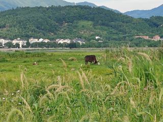 寧波“阿勒泰”，就在餘姚四明湖