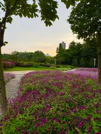 在佛山市區我找到了隱藏起來的花海公園