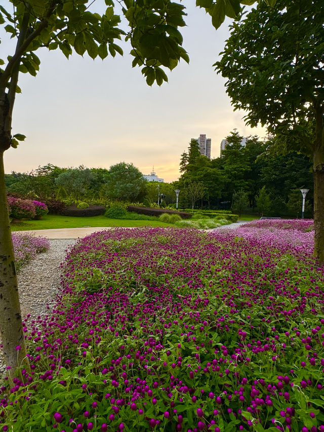 在佛山市區我找到了隱藏起來的花海公園