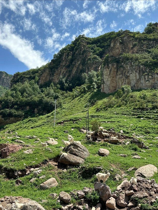 【逃離喧囂，邂逅雲端秘境】蔚縣茶山，我的靈魂棲息