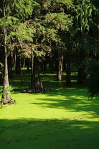 探索紅樹林,暢享自然之美!