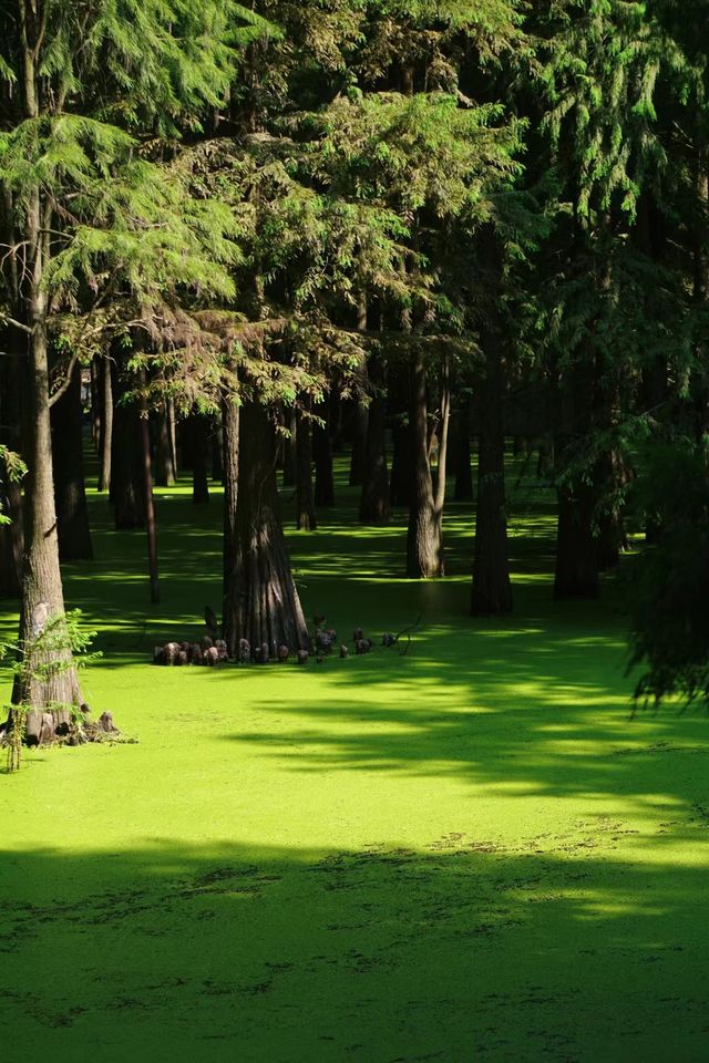 探索紅樹林,暢享自然之美! 探索紅樹林,暢享自然之美!