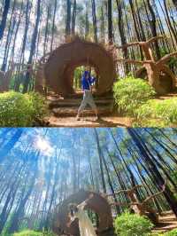 Pinus Pengger forest park in Indonesia❤️