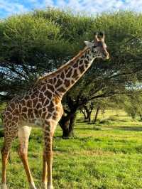 Tanzania Safari - loves giraffes the most🥰❤️