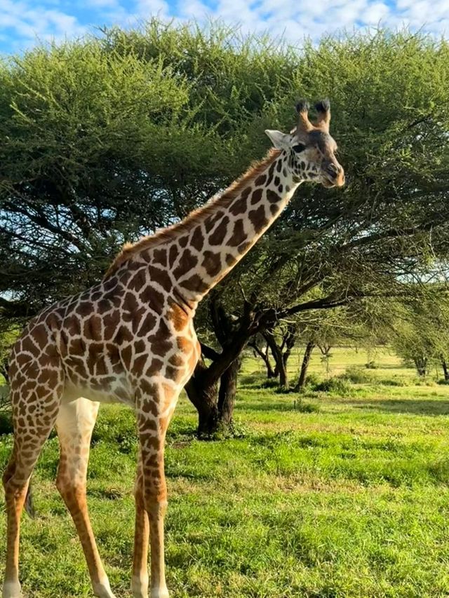 Tanzania Safari - loves giraffes the most🥰❤️