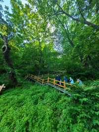 吉林通化三角龍灣國家森林公園｜國慶最美賞秋之選。