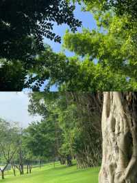中山｜金鐘水庫的紫色浪漫 粉黛草花開啦。