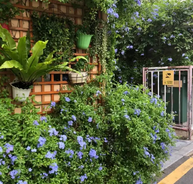 Shenzhen Surroundings | Buildings surrounded by flowers!