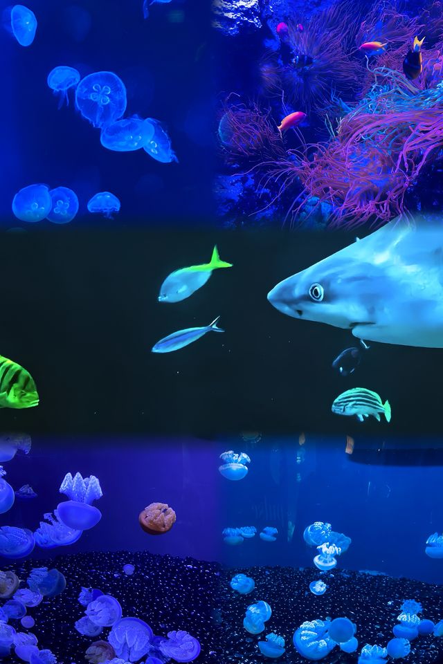 芝加哥·謝德水族館｜親子科普海洋動物絕佳地。
