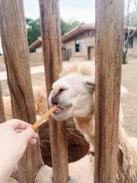 長隆分隆江西 | 唯美動物世界親子遊樂聖地。