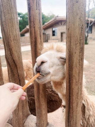 長隆分隆江西 | 唯美動物世界親子遊樂聖地。