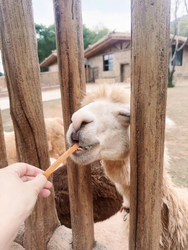 長隆分隆江西 | 唯美動物世界親子遊樂聖地。