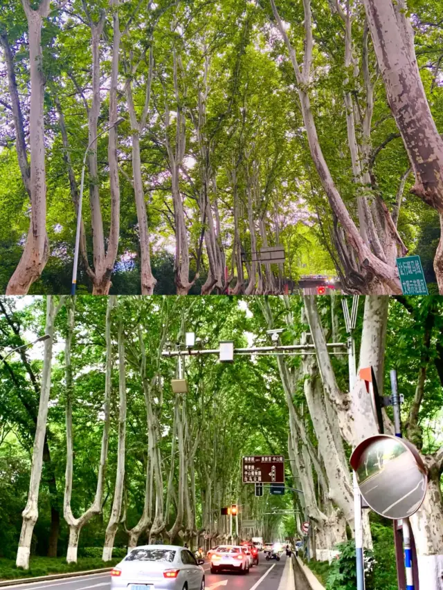 一座南京城，只看民國史。