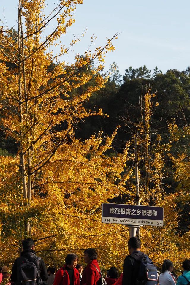 週末好去處：南雄帽子峰。