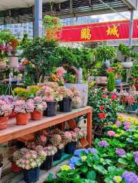 坪洲花市‖逛完花市來特產店買點。
