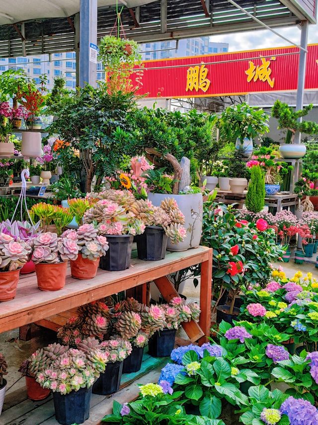 坪洲花市‖逛完花市來特產店買點。