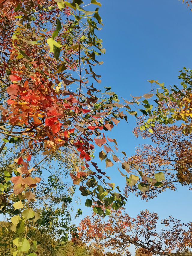 南京中山植物園| 官宣進入最佳觀賞期。