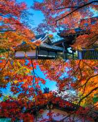 京都賞楓圖鑑：寶嚴院。