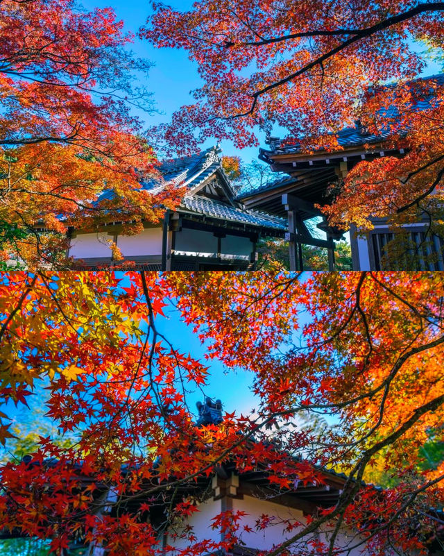 京都賞楓圖鑑：寶嚴院。